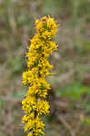 Roan Mountain goldenrod